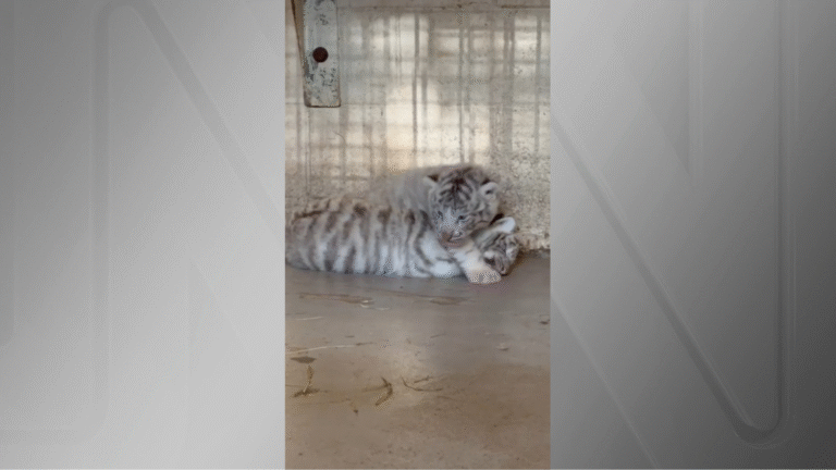video:-tres-filhotes-de-especie-rara-de-tigre-nascem-em-sao-paulo